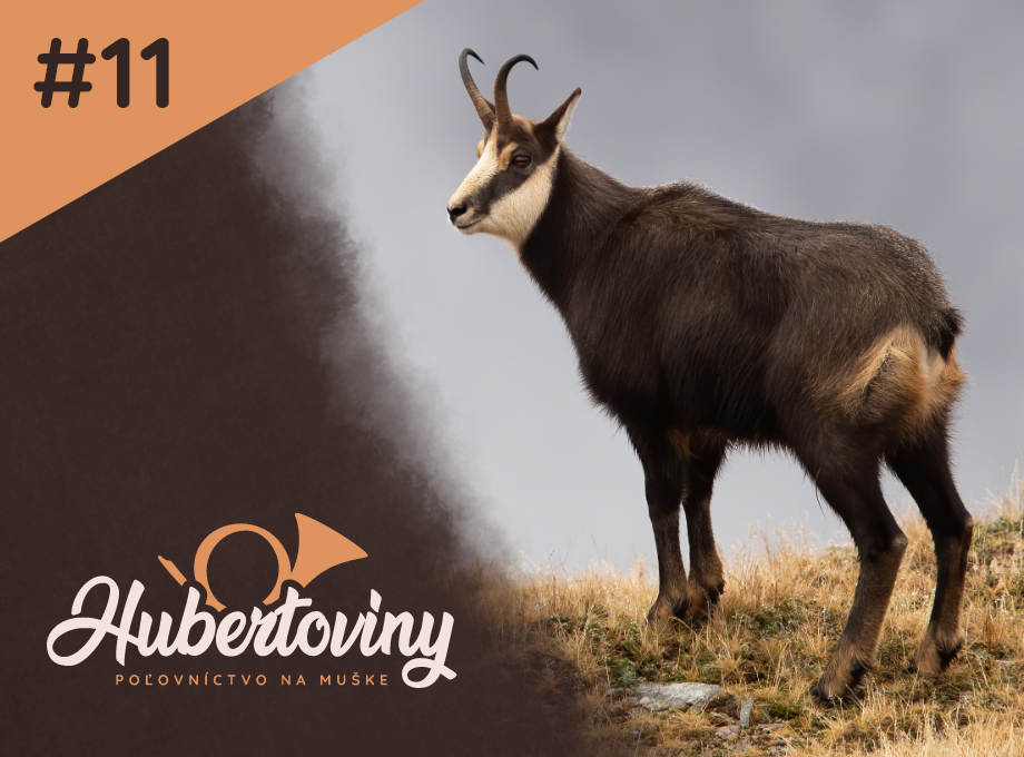 Kamzíky v Slovinsku: príbehy z hôr, na ktoré sa nezabúda